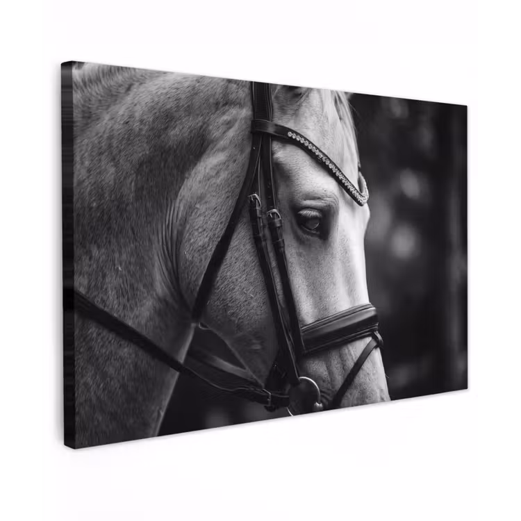 Canvas schilderij - Paard - Schimmel - Portret — 1