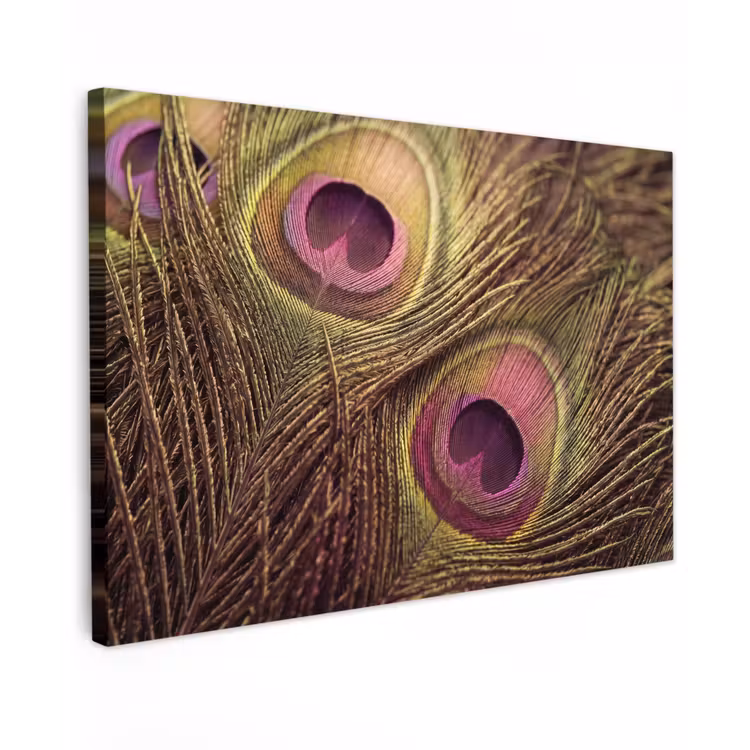 Canvas schilderij - Pauw - Veren - Paars - Groen — 1