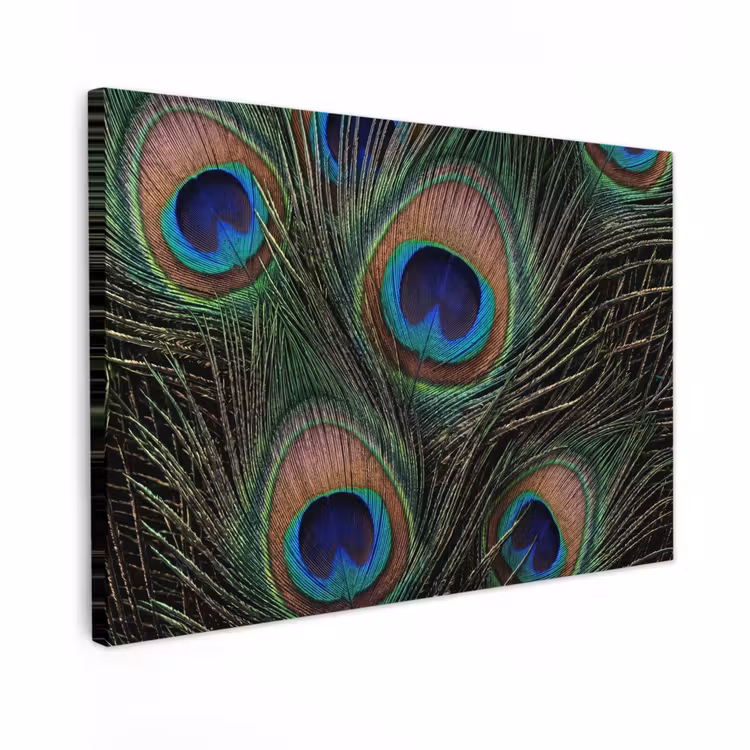 Canvas schilderij - Pauwenveren - Klassiek - Groen — 1