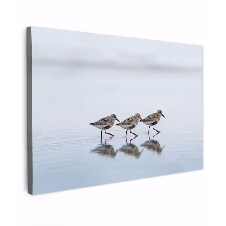 Canvas schilderij - Vogels - Water - Grijs — 1