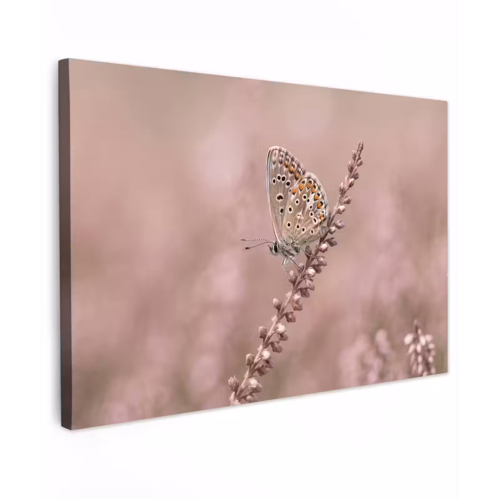 Canvas schilderij - Lavendel - Vlinder - Paars — 1