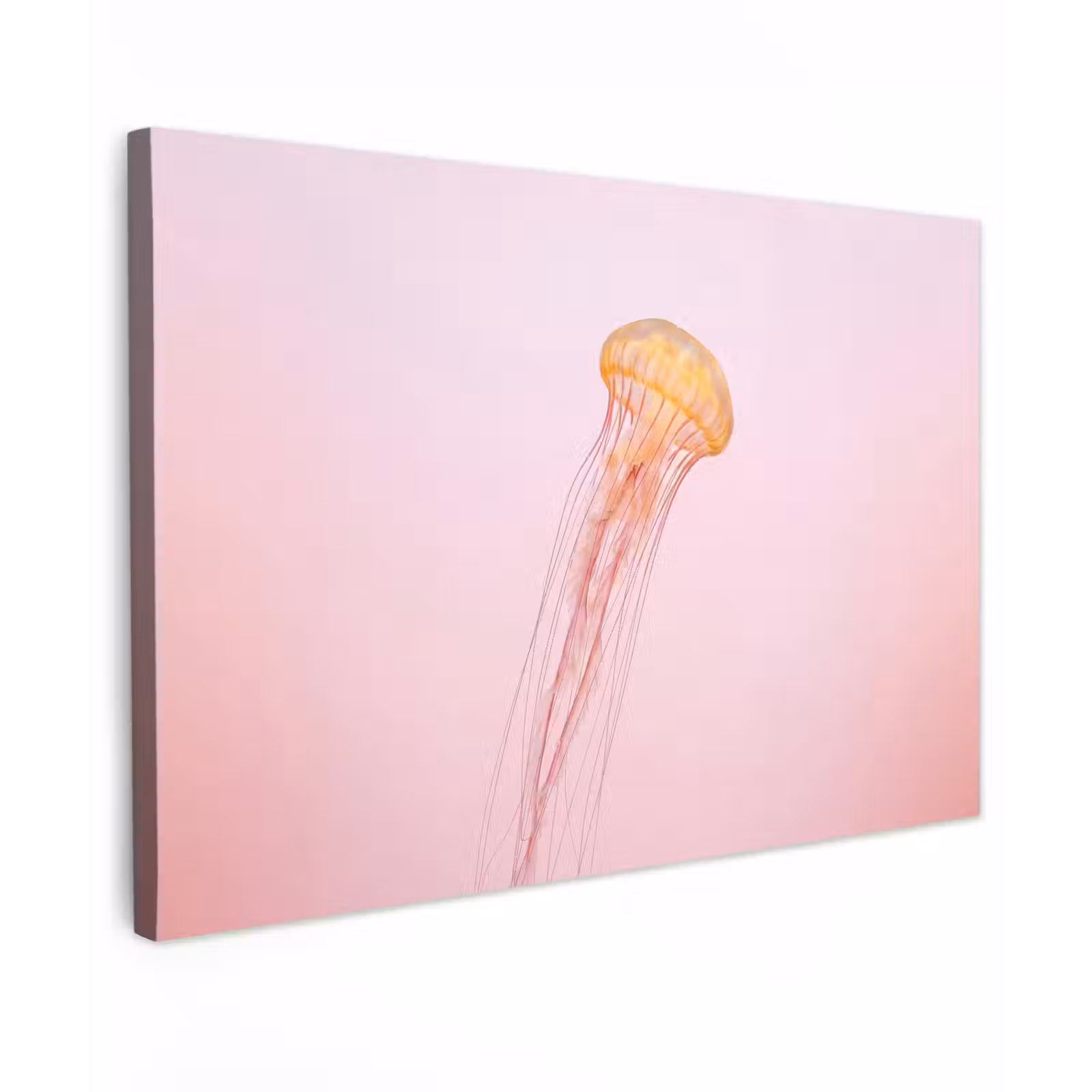 Canvas schilderij - Sierlijk - Kwal - Roze — 1