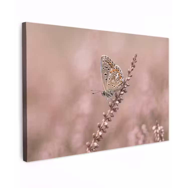 Canvas schilderij - Lavendel - Vlinder - Paars — 1