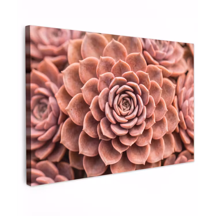 Canvas schilderij - Vetplant - Organisch - Roze — 1