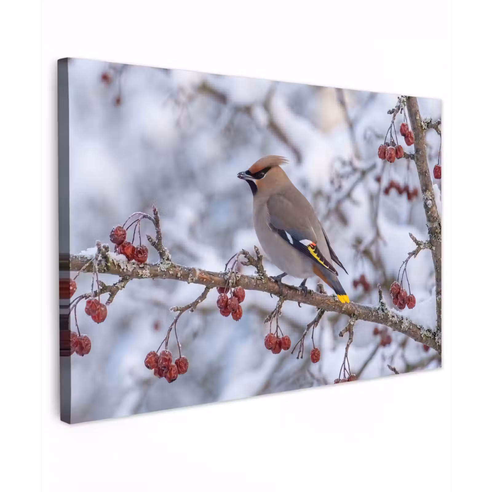 Canvas schilderij - Pestvogel - Bessen - Winter - Natuur — 1