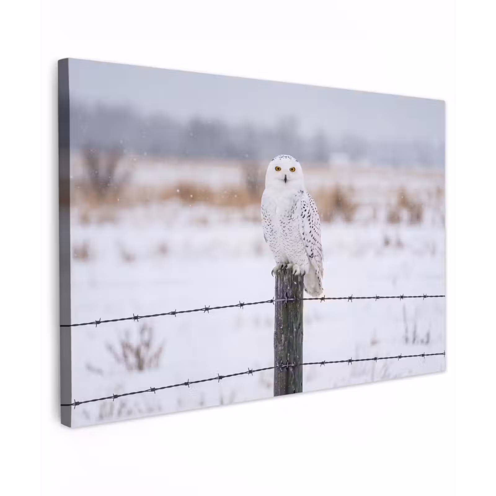 Canvas schilderij - Sneeuwuil - Hek - Sneeuw - Wit — 1