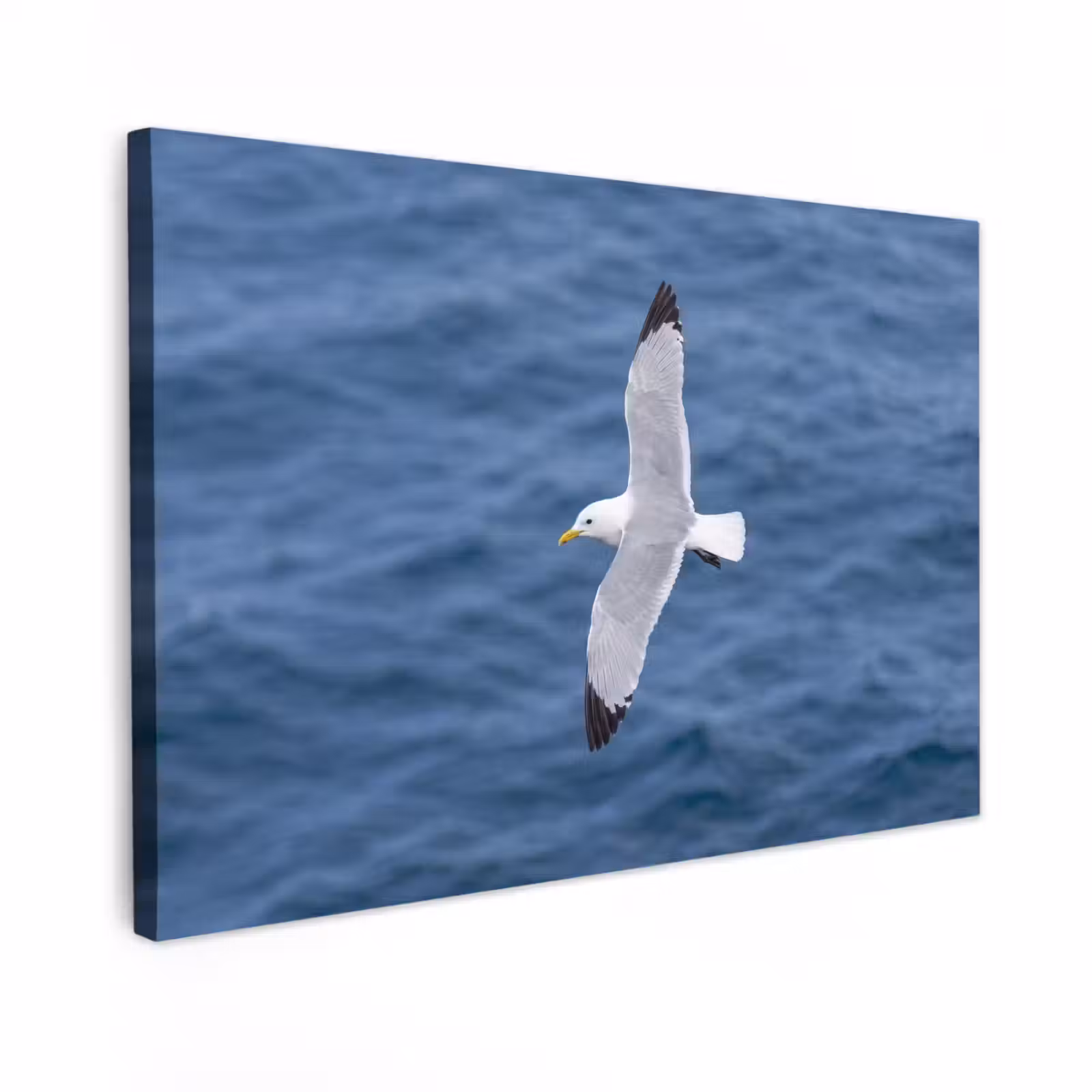 Canvas schilderij - Zeemeeuw - Oceaan - Blauw — 1
