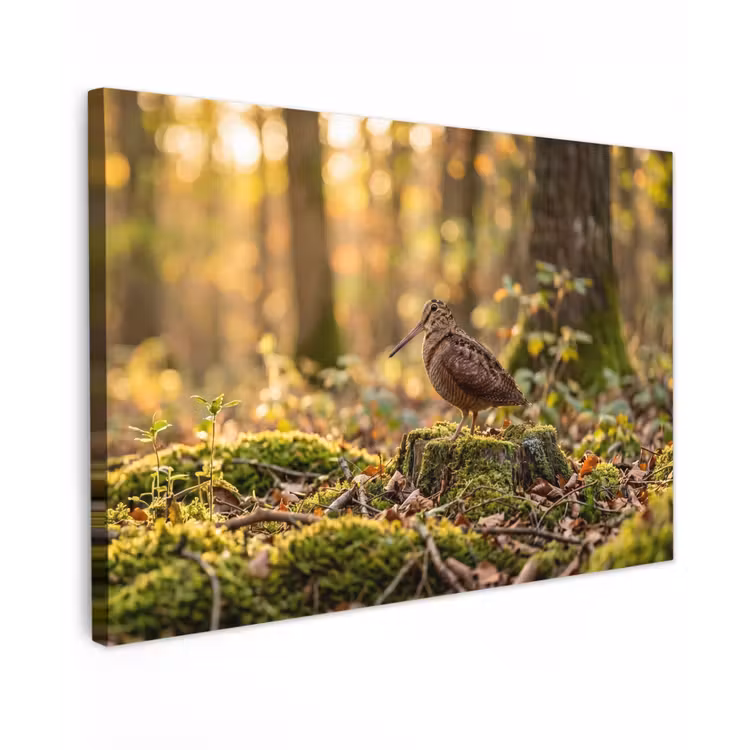 Canvas schilderij - Houtsnip - Bos - Bladeren - Herfst - Gecamoufleerd — 1