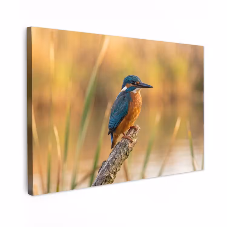 Canvas schilderij - IJsvogel - Tak - Water - Kleurrijk - Levendig — 1