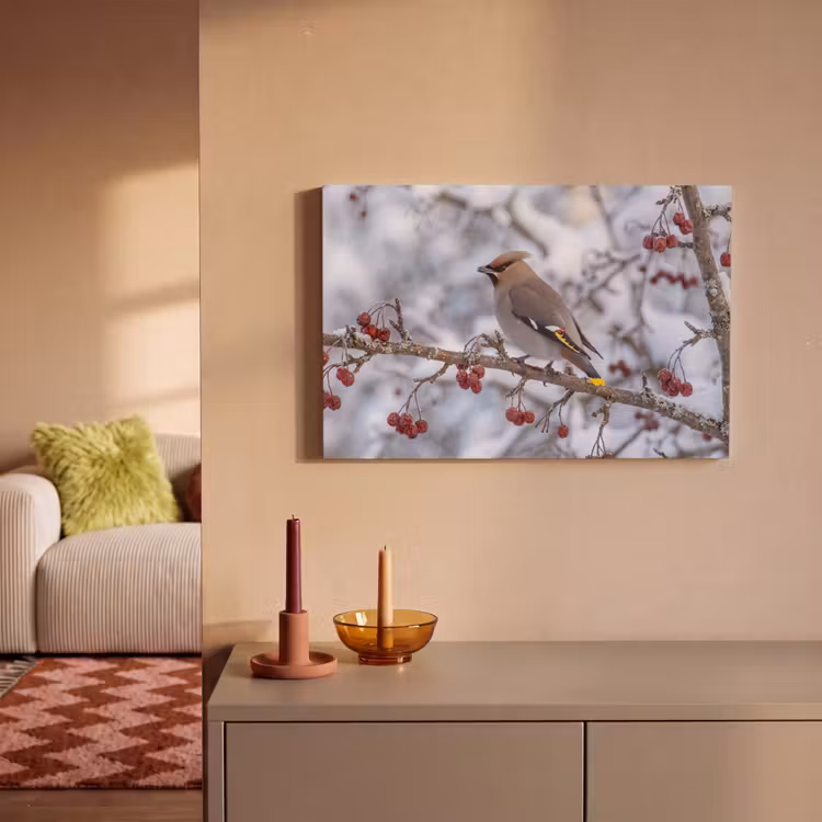 Canvas schilderij - Pestvogel - Bessen - Winter - Natuur — 2