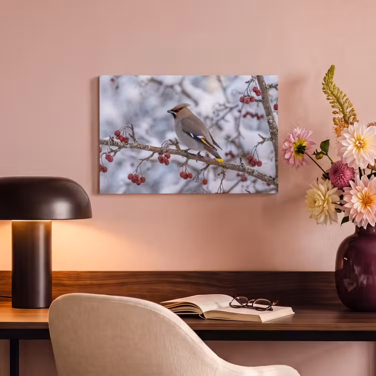 Canvas schilderij - Pestvogel - Bessen - Winter - Natuur — 4