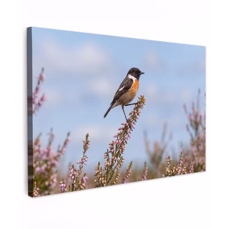 Canvas schilderij - Roodborsttapuit - Heide - Paars - Natuur - Sfeervol — 1