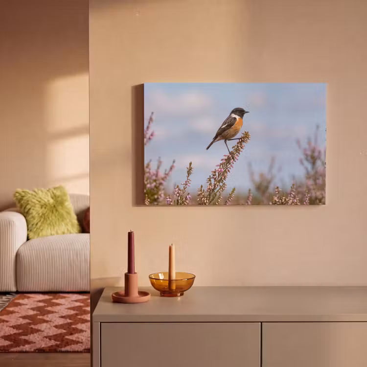 Canvas schilderij - Roodborsttapuit - Heide - Paars - Natuur - Sfeervol — 2