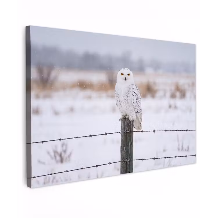 Canvas schilderij - Sneeuwuil - Hek - Sneeuw - Wit — 1
