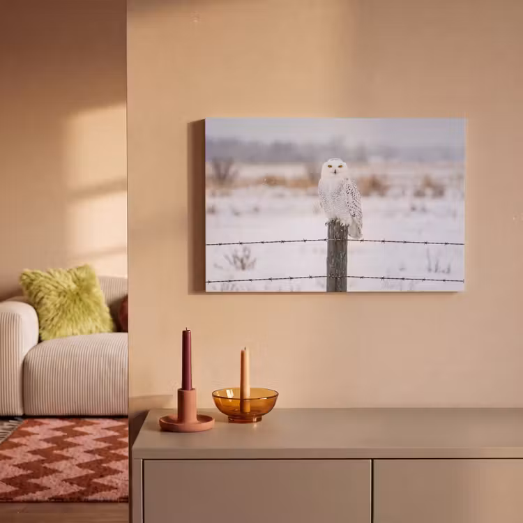 Canvas schilderij - Sneeuwuil - Hek - Sneeuw - Wit — 2