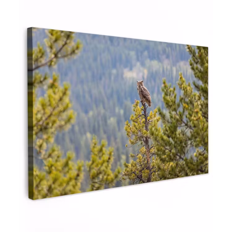 Canvas schilderij - Uil - Oehoe - Bomen - Natuur — 1