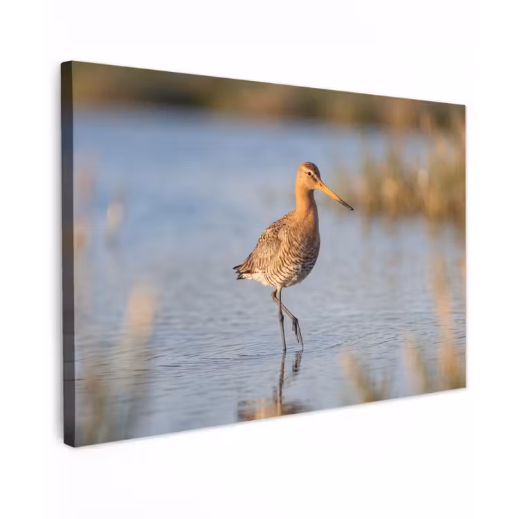 Canvas schilderij - Vogel - Steltloper - Water - Natuur — 1