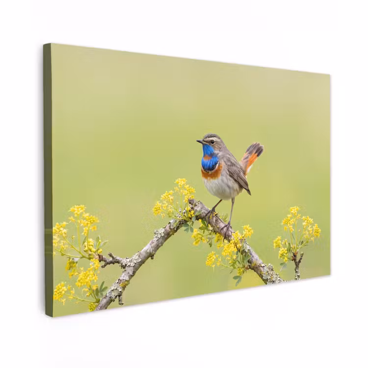Canvas schilderij - Vogel - Tak - Natuur - Kleurrijk — 1