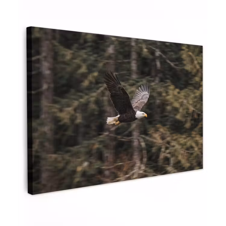 Canvas schilderij - Zeearend - Vliegen - Bos - Natuur — 1