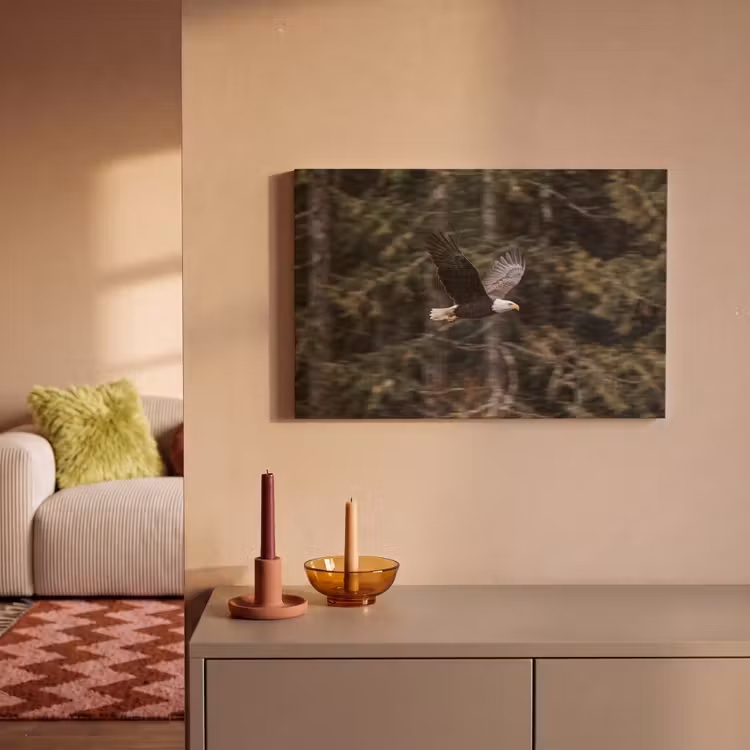 Canvas schilderij - Zeearend - Vliegen - Bos - Natuur — 2
