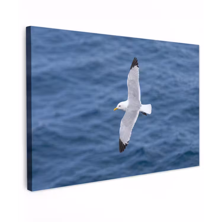 Canvas schilderij - Zeemeeuw - Oceaan - Blauw — 1