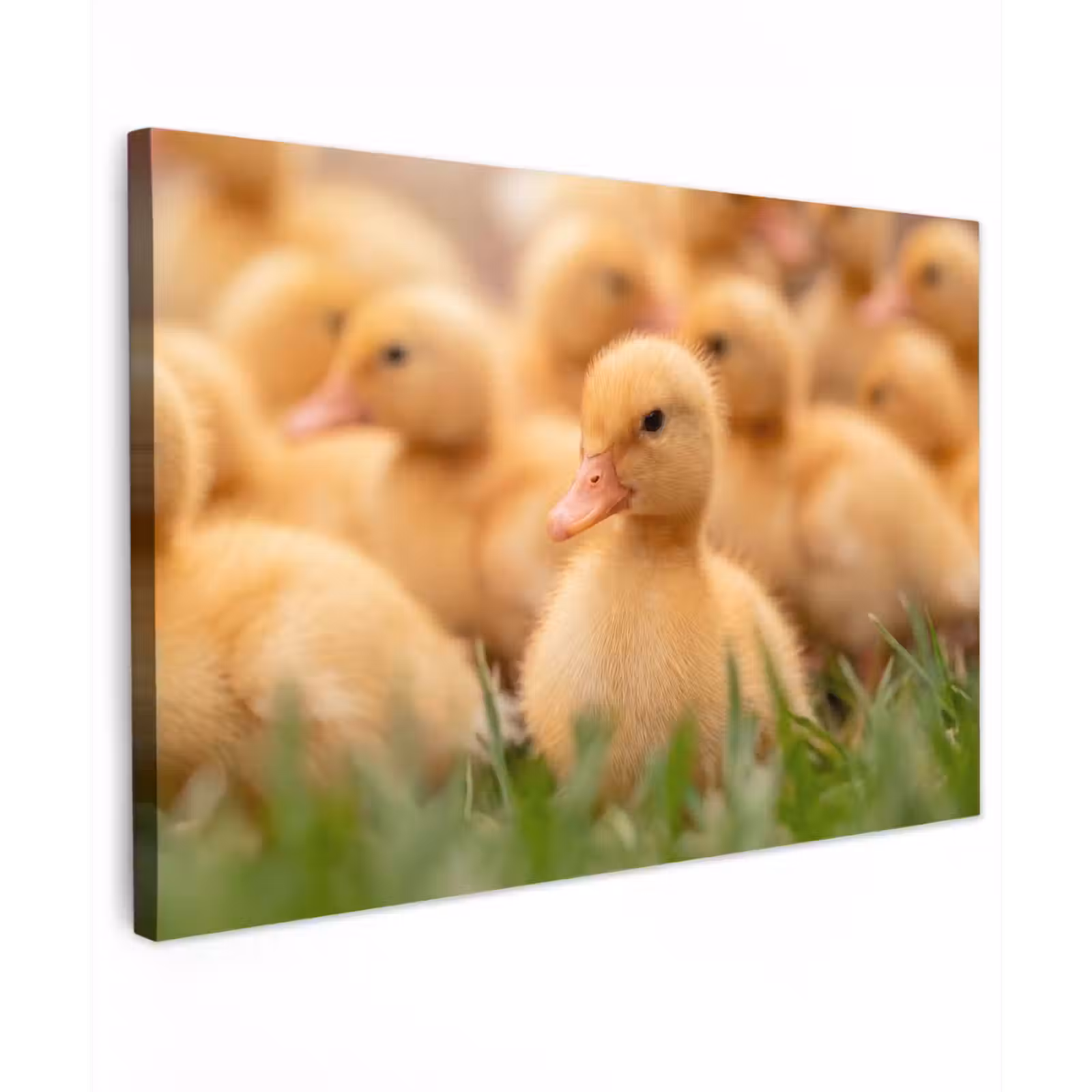 Canvas schilderij - Pijltje - Eend - Natuur - Geel — 1
