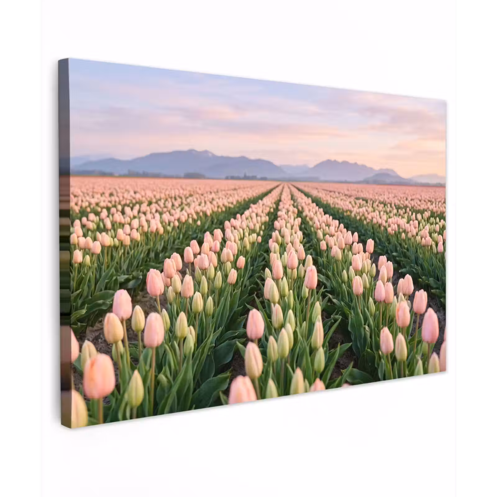 Canvas schilderij - Tulpen - Landschap - Roze — 1