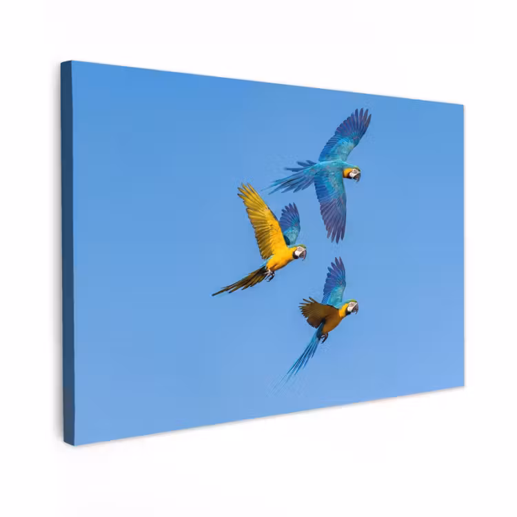Canvas schilderij - Papagaai - Vliegen - Blauw - Geel — 1