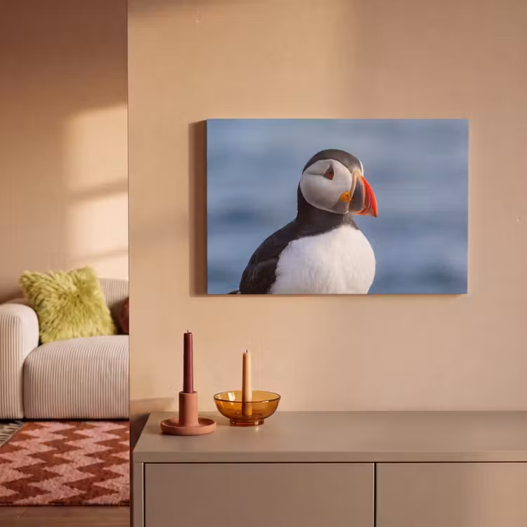 Canvas schilderij - Papegaaiduiker - Portret - Natuur — 2