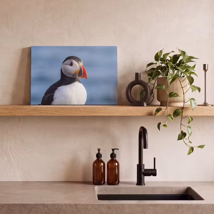 Canvas schilderij - Papegaaiduiker - Portret - Natuur — 3