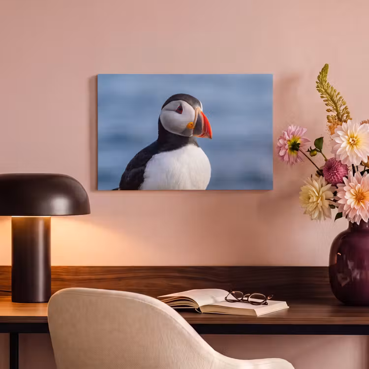 Canvas schilderij - Papegaaiduiker - Portret - Natuur — 4