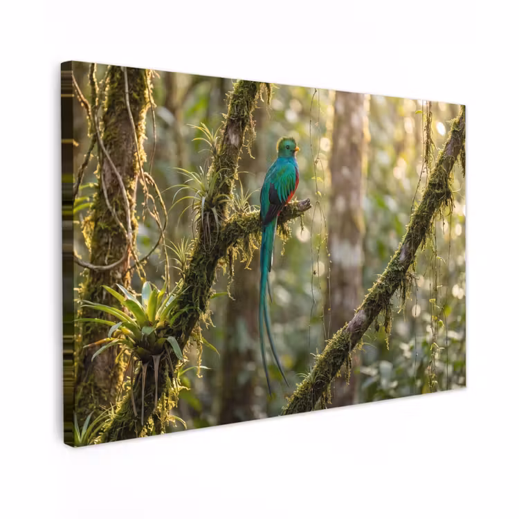 Canvas schilderij - Quetzal - Jungle - Natuur - Groen — 1