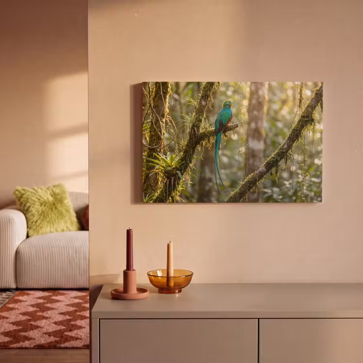 Canvas schilderij - Quetzal - Jungle - Natuur - Groen — 2