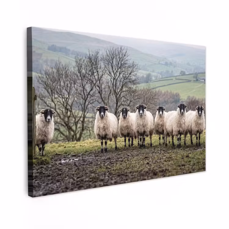 Canvas schilderij - Schapen - Rij - Weide - Dieren - Platteland — 1