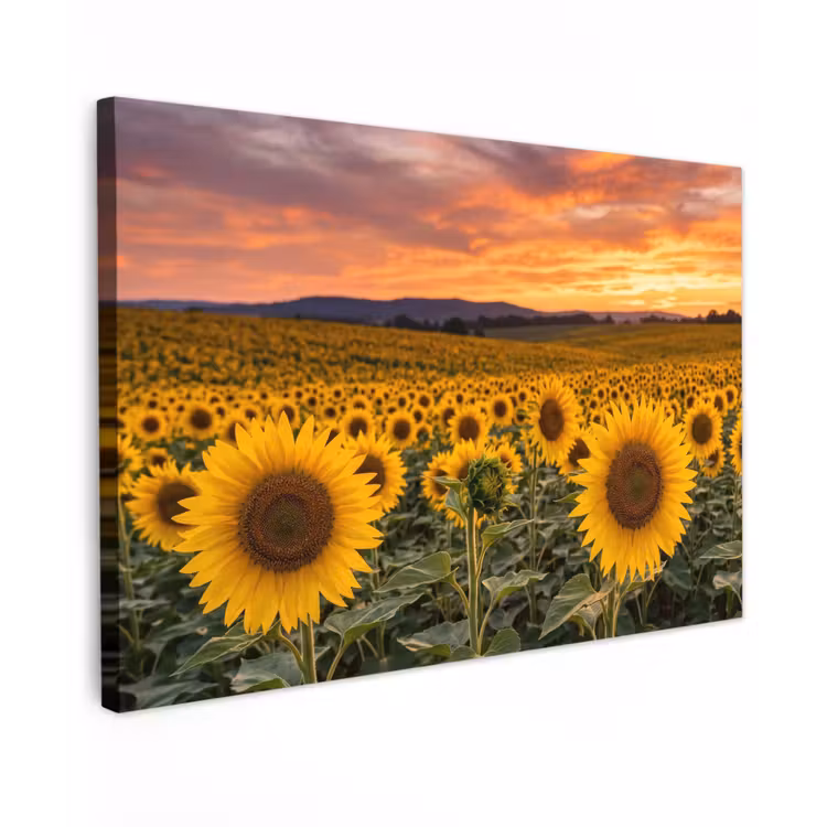 Canvas schilderij - Zonnebloemen - Heuvellandschap - Geel — 1