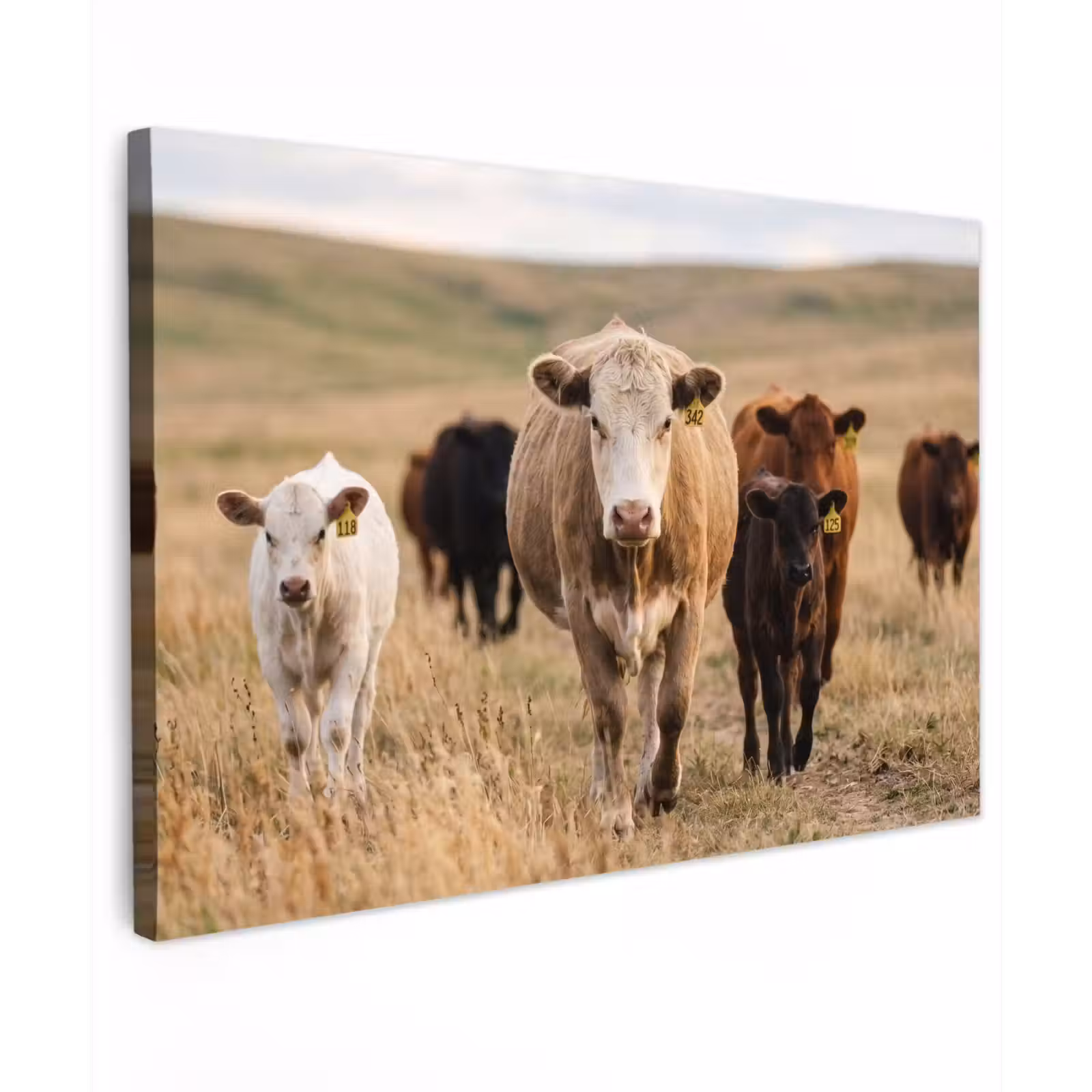 Canvas schilderij - Runderen - Kudde - Landschap - Weide - Rustig — 1