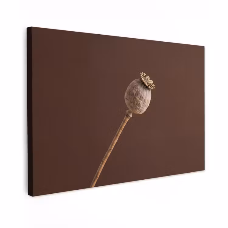 Canvas schilderij - Papaverbol - Droogbloem - Bruin - Minimalistisch — 1