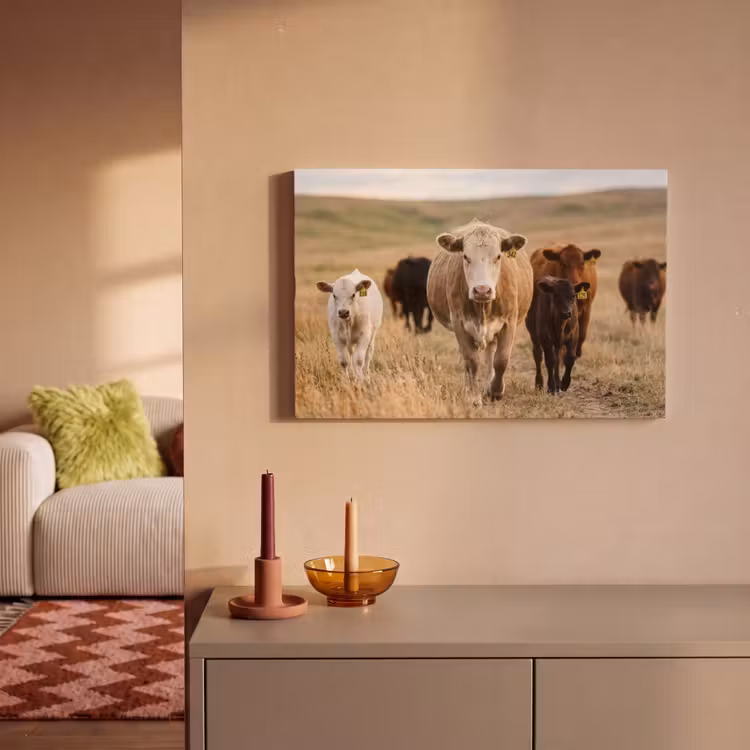 Canvas schilderij - Runderen - Kudde - Landschap - Weide - Rustig — 2