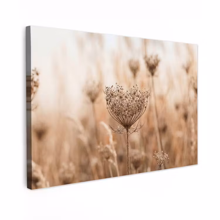 Canvas schilderij - Schermbloem - Droogbloem - Winter - Beige - Minimalistisch — 1