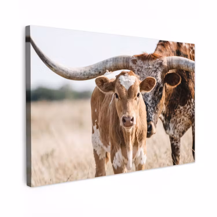 Canvas schilderij - Texas Longhorn - Kalf - Weide - Dieren — 1