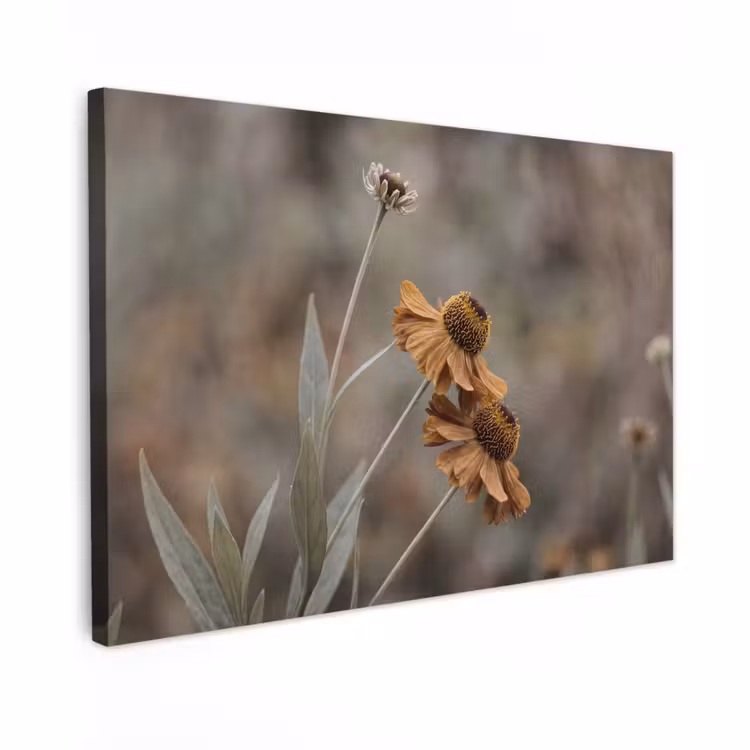Canvas schilderij - Zonnehoed - Droogbloemen - Geel - Warm — 1