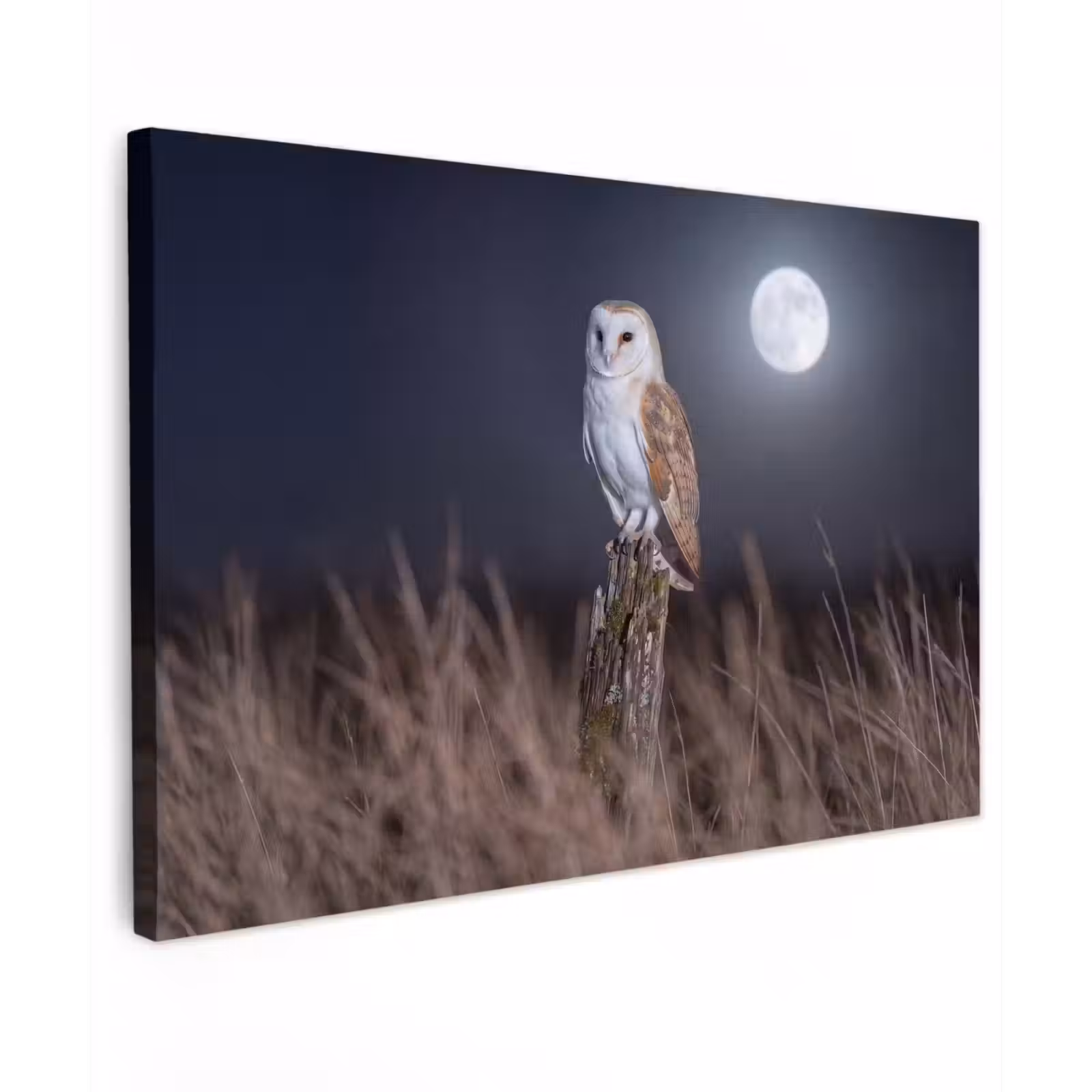 Canvas schilderij - Kerkuil - Maan - Nacht — 1