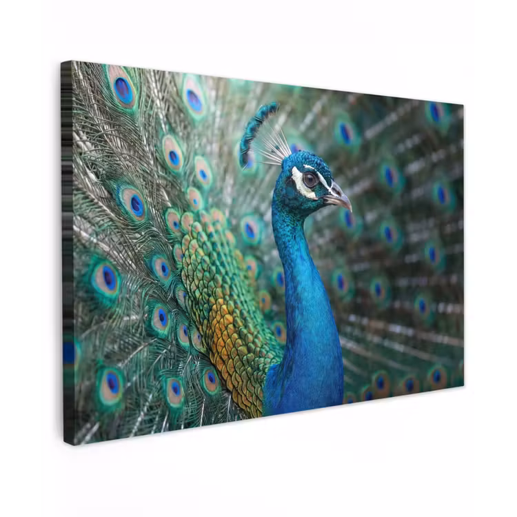 Canvas schilderij - Pauw - Veren - Blauw — 1
