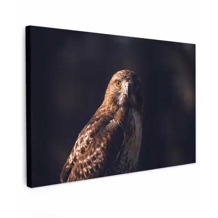 Canvas schilderij - Roofvogel - Buizerd - Bruin — 1