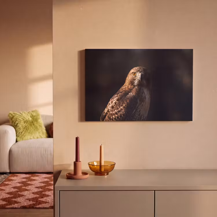 Canvas schilderij - Roofvogel - Buizerd - Bruin — 2