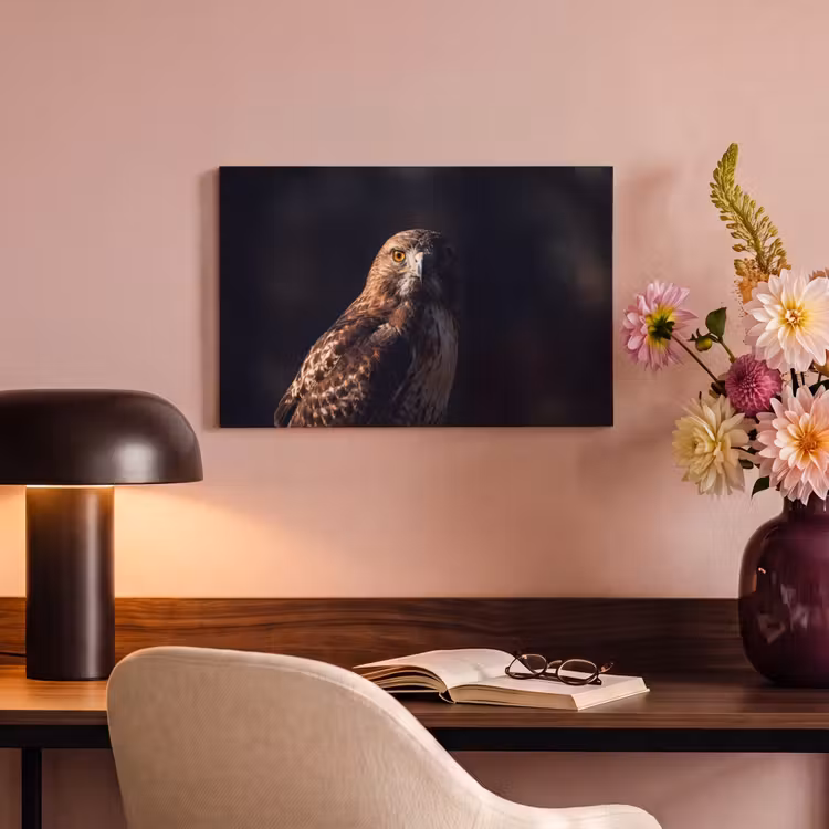 Canvas schilderij - Roofvogel - Buizerd - Bruin — 4