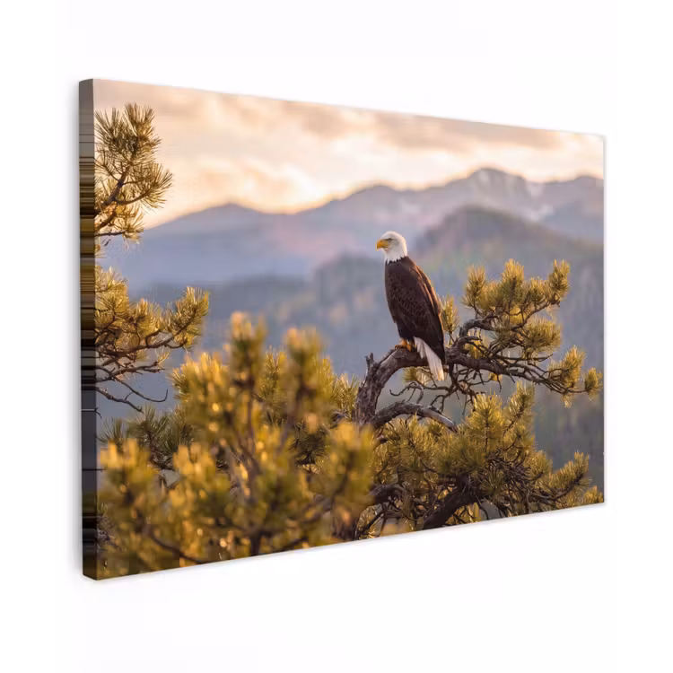 Canvas schilderij - Zeearend - Boom - Bergen - Groen — 1