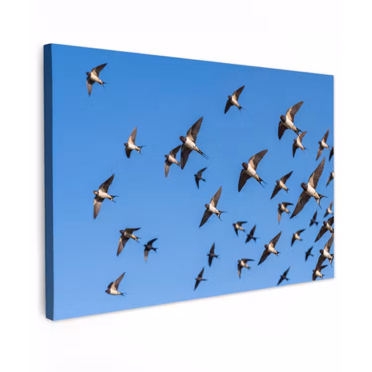 Canvas schilderij - Zwaluwen - Vliegen - Blauw — 1