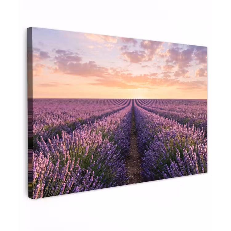 Canvas schilderij - Landschap - Lavendelveld - Paars — 1