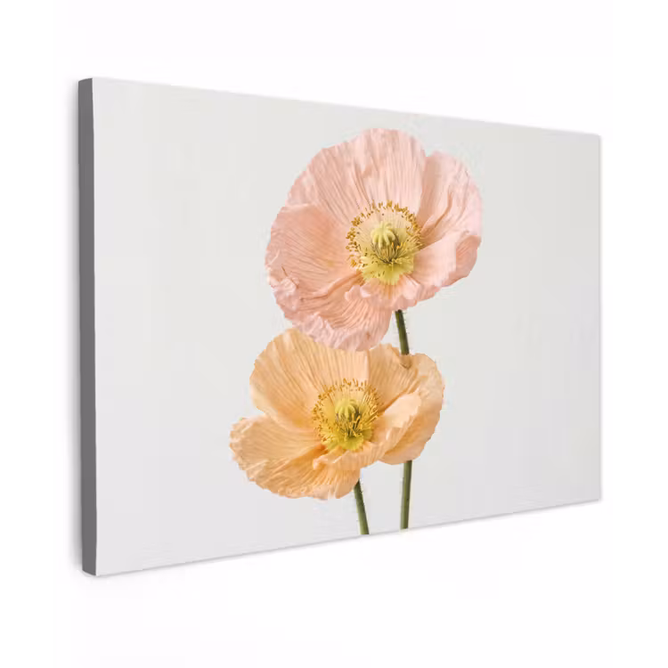 Canvas schilderij - Papavers - Botanisch - Roze — 1